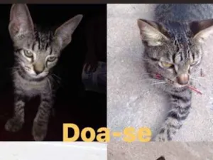 Gato raça  idade 2 a 6 meses nome Sem nome 