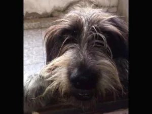 Cachorro raça SRD idade 1 ano nome Kyran