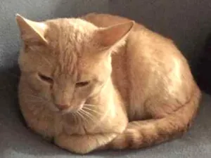 Gato raça Indefinido idade  nome Aslam