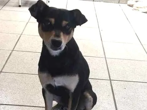 Cachorro ra a SRD idade 1 ano nome Paçoca