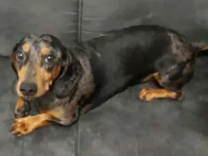 Cachorro raça Dachshund _ Arlequim idade 4 anos nome Malhado