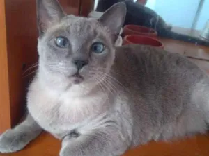 Gato raça SRD idade 1 ano nome Anouk