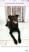 Nego
