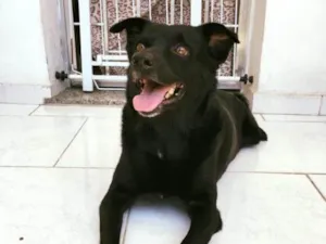 Cachorro raça Sem raca definida idade  nome Nego