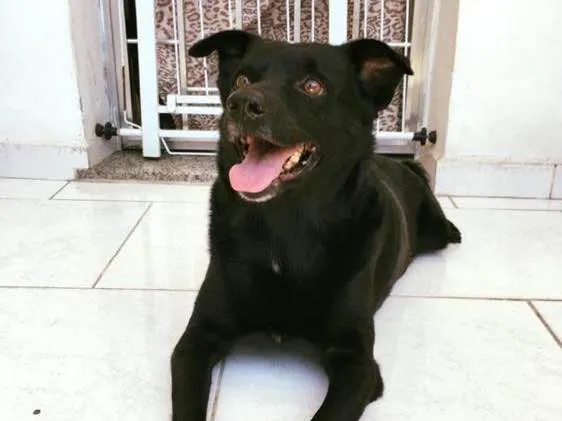 Cachorro ra a Sem raca definida idade  nome Nego