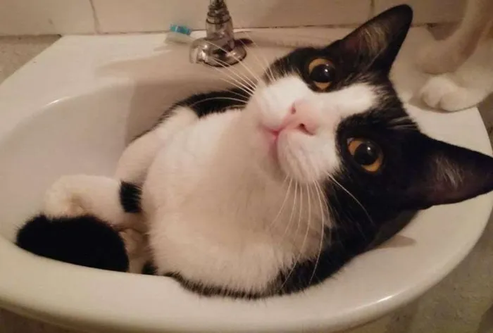 Gato ra a SRD idade 4 anos nome meke
