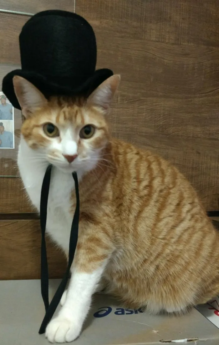 Gato ra a srd idade 5 anos nome Sophi