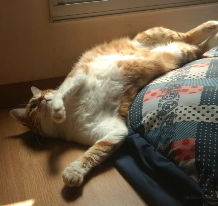 Gato ra a srd idade 5 anos nome Sophi