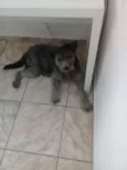Tedy