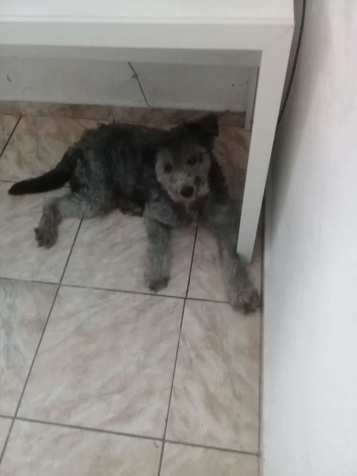 Cachorro ra a Indefinida idade 2 anos nome Tedy
