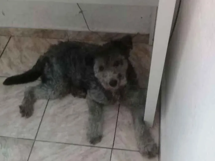 Cachorro ra a Indefinida idade 2 anos nome Tedy
