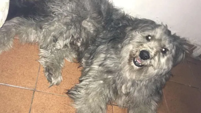 Cachorro ra a Indefinida idade 2 anos nome Tedy