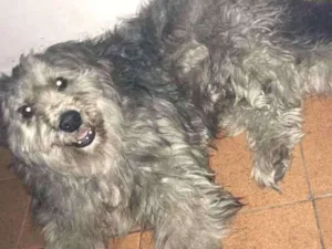Cachorro raça Indefinida idade 2 anos nome Tedy
