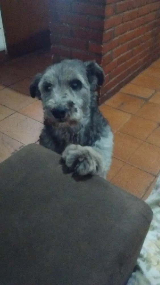 Cachorro ra a Indefinida idade 2 anos nome Tedy