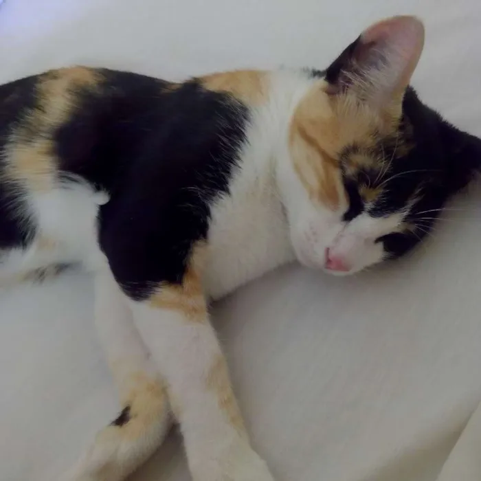 Gato raça SRD idade 2 a 6 meses nome -