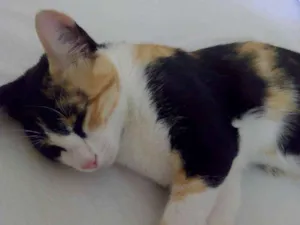 Gato raça SRD idade 2 a 6 meses nome -