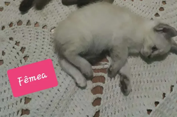 Gato ra a sem raça idade Abaixo de 2 meses nome Filhotes