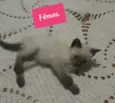 Filhotes