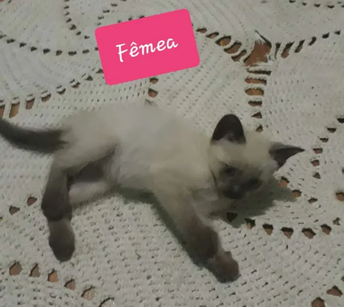 Gato ra a sem raça idade Abaixo de 2 meses nome Filhotes