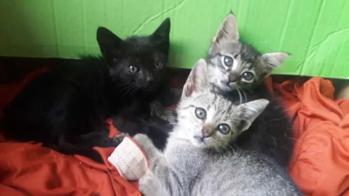 Gato ra a SRD idade 2 a 6 meses nome Irmãos 