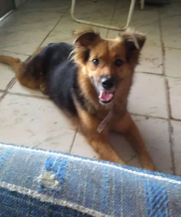 Cachorro raça Vira lata idade 1 ano nome Shakira/dourado