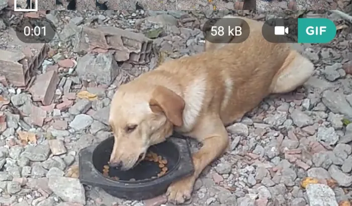 Cachorro raça Vira lata idade 1 ano nome Shakira/dourado