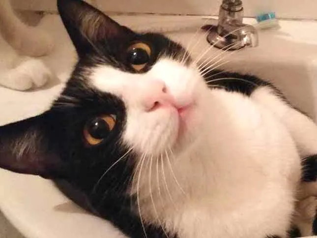 Gato ra a SRD idade 4 anos nome meke