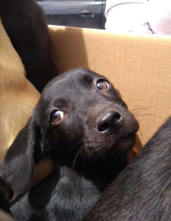 Cachorro ra a SRD idade 2 a 6 meses nome Pietra 