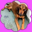 Cachorro raça srd idade 7 a 11 meses nome Mel 