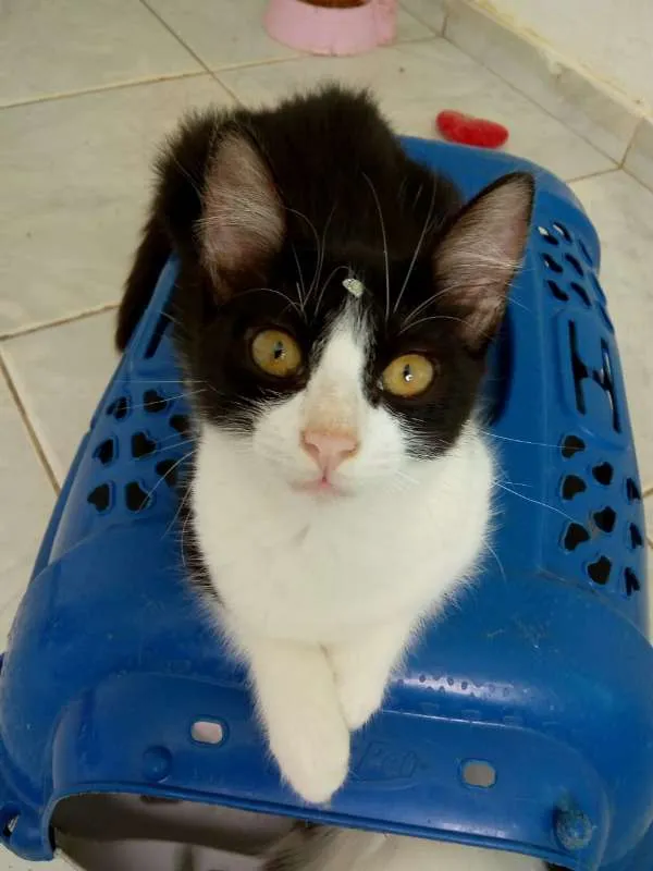 Gato ra a srd idade 2 a 6 meses nome Xani