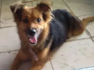 Cachorro raça Vira lata idade 1 ano nome Shakira/dourado