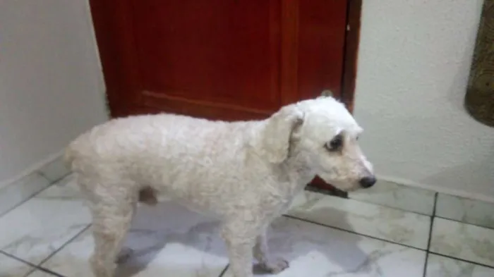 Cachorro ra a Poodlu idade 6 ou mais anos nome Ronaldo 