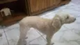 Lola