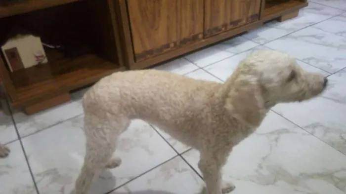 Cachorro ra a Poodlu idade 4 anos nome Lola