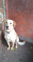 Shakira/dourado