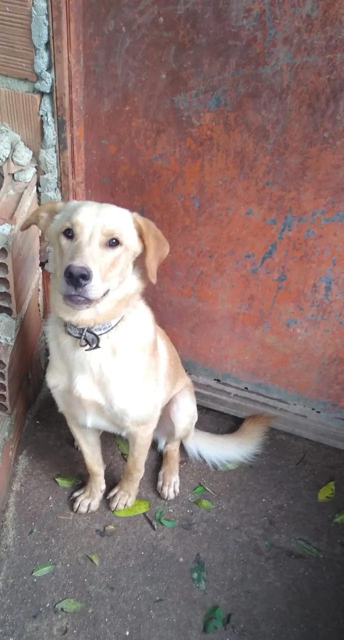 Cachorro raça Vira lata idade 1 ano nome Shakira/dourado