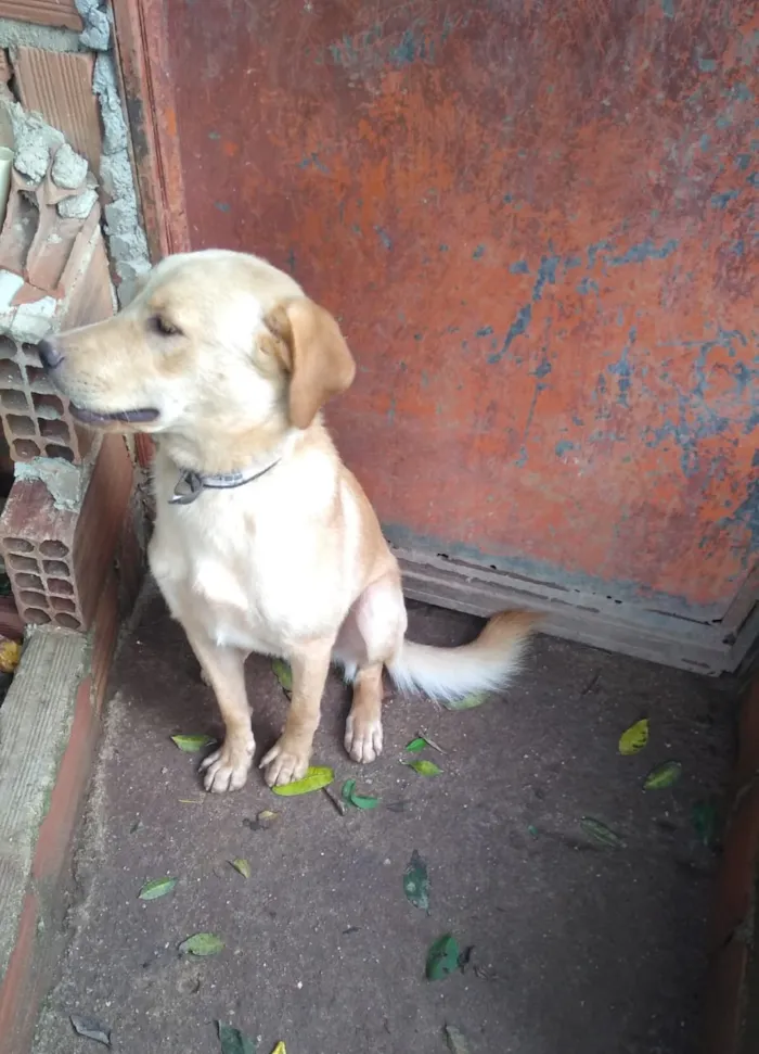 Cachorro raça Vira lata idade 1 ano nome Shakira/dourado