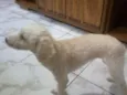 Lola