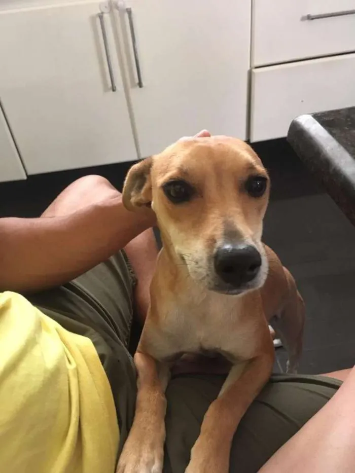 Cachorro raça Sem raça definida idade 4 anos nome Lua