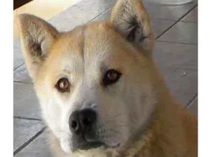 Cachorro raça Viralata - Akita idade 6 ou mais anos nome Raul - Leona