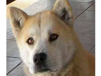 Cachorro ra a Viralata - Akita idade 6 ou mais anos nome Raul - Leona