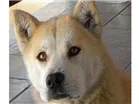 Cachorro raça Viralata - Akita idade 6 ou mais anos nome Raul - Leona