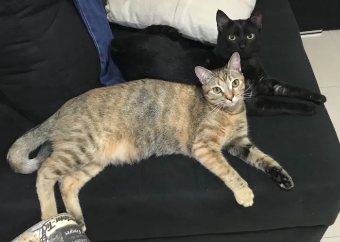 Gato ra a SRD idade 2 anos nome Lizzy e Odin