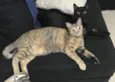 Lizzy e Odin