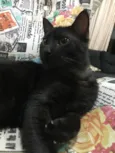 Lizzy e Odin
