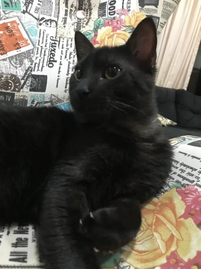 Gato ra a SRD idade 2 anos nome Lizzy e Odin