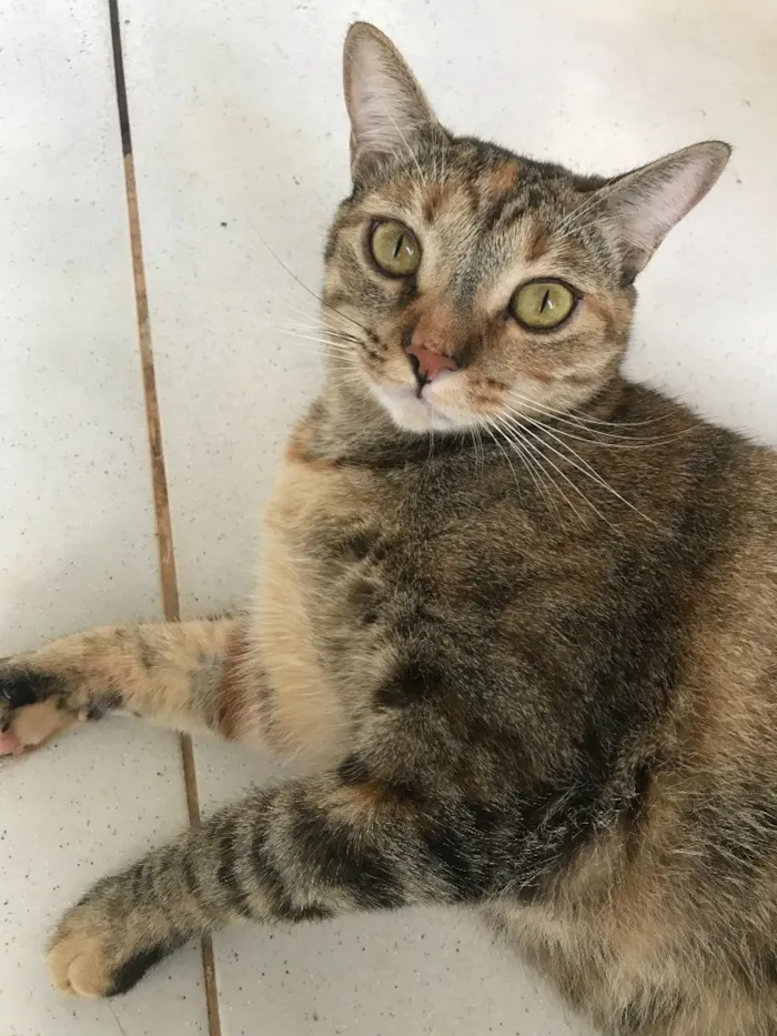 Gato ra a SRD idade 2 anos nome Lizzy e Odin