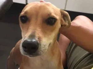 Cachorro raça Sem raça definida idade 4 anos nome Lua