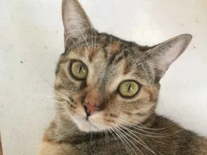 Gato raça SRD idade 2 anos nome Lizzy e Odin