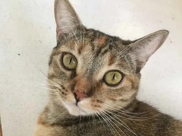Gato ra a SRD idade 2 anos nome Lizzy e Odin